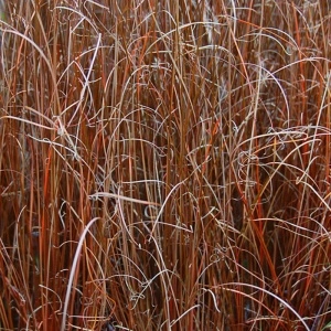 Iarba rosie (Carex buchananii Red Rooster) - Img 5