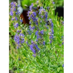 Isop (Hysopus officinalis) - Img 2