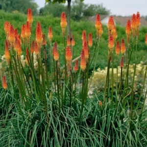 Knifolia (Kniphofia uvaria Flamenco) - Img 4
