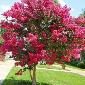 Liliac indian (Lagerstroemia Seaburn)