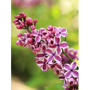 Liliac mov cu alb (Syringa vulg. Sensation) - Img 2