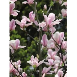 Magnolia mirositoare (Magnolia Heaven Scent) ghiveci 2 l