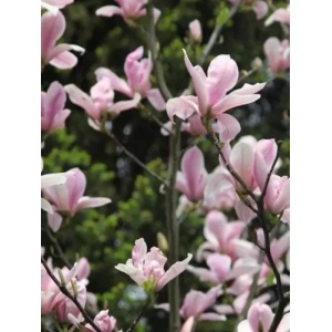 Magnolia mirositoare (Magnolia Heaven Scent)