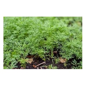 Marar (Anethum graveolens) ghiveci