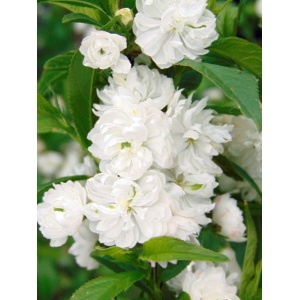 Migdal japonez alb (Prunus glandulosa Alba Plena)