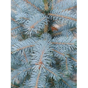 Molid argintiu (Picea pungens Super Blue Seedling) - Img 1
