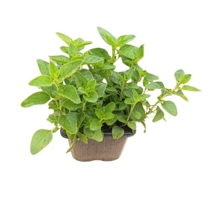 Oregano (Origanum vulgare green)