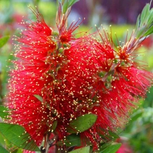 Perie de sticla rosie (Callistemon Laevis) - Img 4