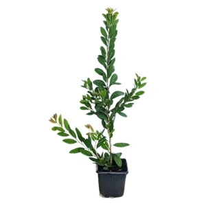 Perie de sticla rosie (Callistemon Laevis)