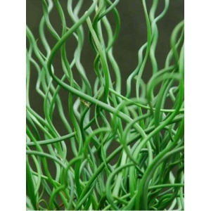 Pipirig spiralat, iarba creata (Juncus effusus Spiralis) - Img 3
