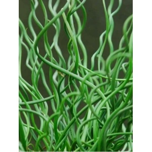 Pipirig spiralat, iarba creata (Juncus effusus Spiralis) - Img 4