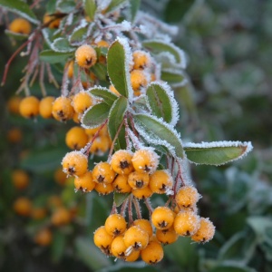 Piracanta galbena (Pyracantha Golden Charmer) - Img 6