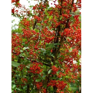 Piracanta roșie (Pyracantha Red Column) - Img 2