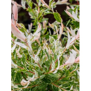 Salcie japoneza (Salix integra Hakuro Nishiki) - Img 2