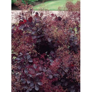 Scumpie rosie (Cotinus cogg. Royal Purple)