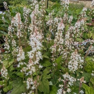 Tiarela (Tiarella wherryi white) - Img 3