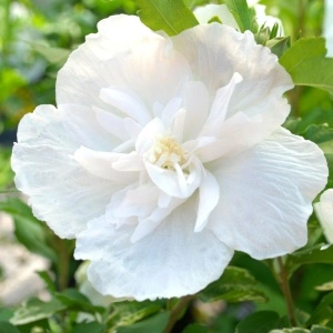 Trandafir chinezesc alb batut (Hibiscus syriacus White Chiffon) - Img 2