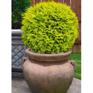 Tuia glob galbena (Thuja occ. Golden Globe) - Img 2