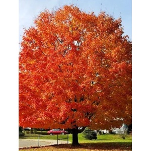 Artar rosu (Acer rubrum October Glory) - Img 1