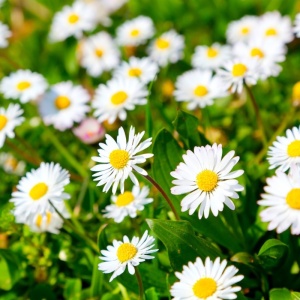 Banutei albi (Bellis perennis) - Img 3