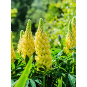 Cafelute galbene (Lupinus p. Legendary yellow shades)