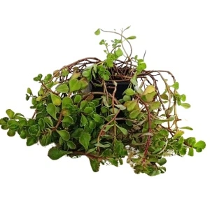 Covoras (Sedum sp Coccineum)
