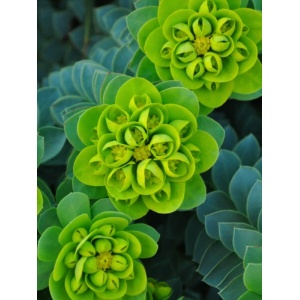Euforbie (Euphorbia myrsinites) - Img 1