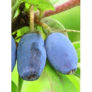 Fructele de miere (Lonicera kamtsch. Wojtek) - Img 1