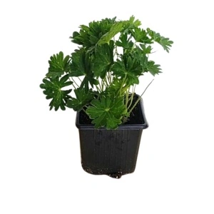 Geranium (Geranium sanguineum Vision Pink)