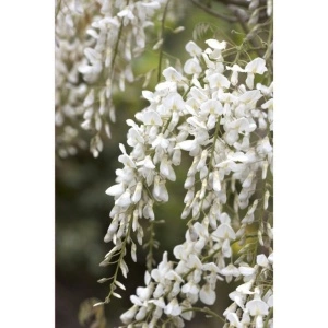 Glicina (Wisteria Brach. Shiro Kaitan)