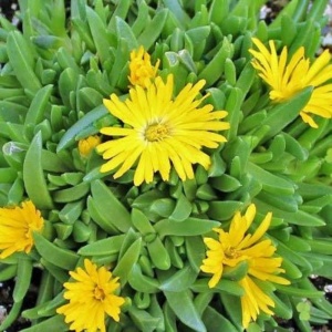 Iarbă de gheață galbenă (Delosperma congestum Yellow) - Img 6
