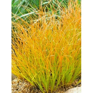 Iarbă decorativă (Carex testacea Prairie Fire)