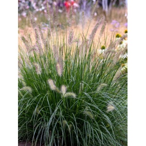 Iarba decorativa (Pennisetum alopecuroides)