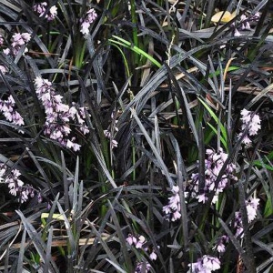 Iarba neagra (Ophiopogon planiscapus Niger) - Img 2