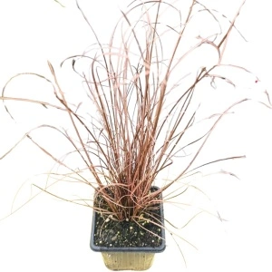 Iarba rosie (Carex buchananii Red Rooster)