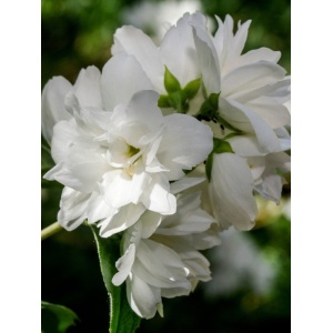 Iasomie batuta (Philadelphus Snowbelle) - Img 4