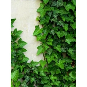 Iedera (Hedera helix) - Img 2