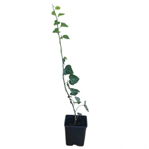 Iedera (Hedera helix)