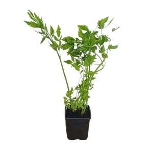 Leustean (Levisticum officinale)