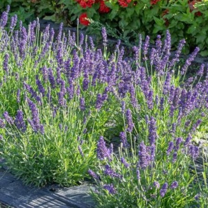 Levantica (Lavandula angustifolia Spear Blue) - Img 2