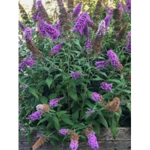 Liliac de vara mov (Buddleja dav. Border Beauty)
