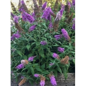 Liliac de vara mov (Buddleja dav. Border Beauty) - Img 2