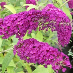 Liliac de vara Royal Red (Buddleja davidii Royal Red) - Img 4