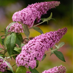 Liliac de vara roz (Buddleja dav. Pink Delight) - Img 4