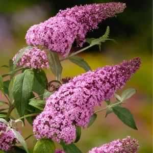 Liliac de vara roz (Buddleja dav. Pink Delight) - Img 5
