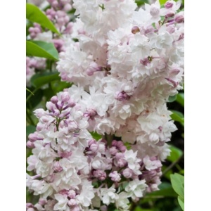 Liliac Krasavica (Syringa v. Krasavica M.)