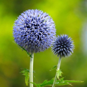 Maciuca ciobanului (Echinops bannaticus Blue Globe) - Img 2