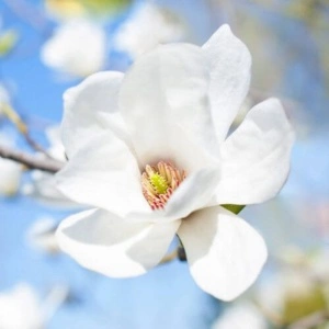 Magnolia alba Superba (Magnolia soul. Alba Superba) ghiveci 2 l
