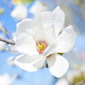 Magnolia alba Superba (Magnolia soul. Alba Superba)