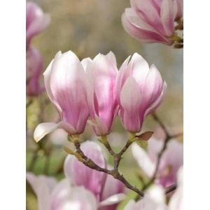Magnolia roz (Magnolia soulangeana)